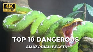 Top 10 Dangerous Amazonian Beasts [upl. by Ellenohs]