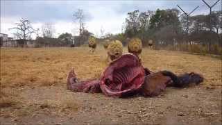 Antelope Park  Zimbabwe  Lion Feeding [upl. by Hannus]