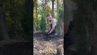 Planting Emerald Green Arborvitae Trees Part 1 of 3  landscaping planting tree trees shorts [upl. by Daht]