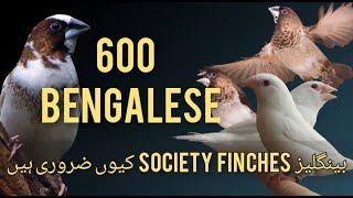 600 Bengalese Finches  Society Finch  Benglese q zaroori he  by Laraib ali syed [upl. by Htederem881]