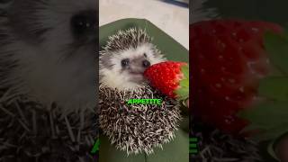 hedgehog falling into pool heartwarmingpets animallover animals petswildatheart cute [upl. by Mccready]