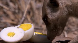 Whats a Meerkats Favourite Food  BBC Earth [upl. by Alinoel757]