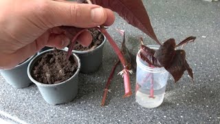 3 Ways How I Propagate My Persicarias Fast amp Easy [upl. by Samot]