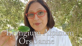 Eryngium Alpinum benefits ما هي فوائد القرص عنّة [upl. by Anahsal649]