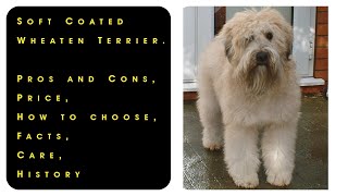 Soft Coated Wheaten Terrier Pros and Cons Price How to choose Facts Care History [upl. by Linden559]