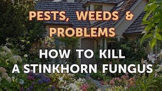 How to Kill a Stinkhorn Fungus [upl. by Enidualc]