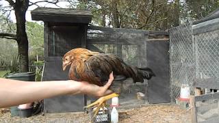 How to tell a hen from a rooster with 2 month old chicks chickens [upl. by Womack281]