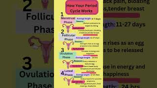 How Your Period Cycle Workstrending health [upl. by Nevets45]