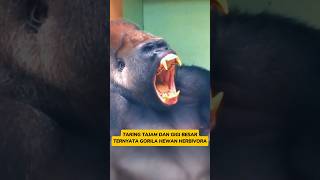 Taring Tajam Dan Gigi Besar Gorila gorilla gorila singa [upl. by Melantha]