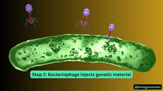 Bacteriophage Life Cycle Animation [upl. by Hultin680]