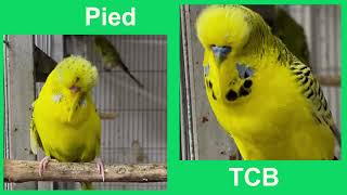 TCB vs Pied [upl. by Tsnre]