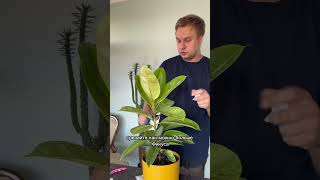 😱 фикус ficus plants растения комнатныерастения [upl. by Catie]