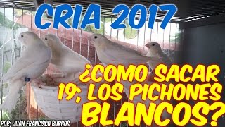 ¿COMO SACAR PICHONES BLANCOSSIN CAROTENOS [upl. by Aketal636]