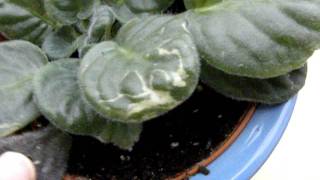 WATERING AFRICAN VIOLETS common mistakes and  HOW TO GET A SHOWY DISPLAY OF FLOWERS [upl. by Nedah]