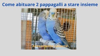 come abituare 2 pappagalli a stare insieme [upl. by Irish386]