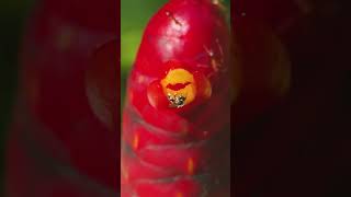 Pollination of Indian Head ginger Costus spicatus pollination bee nature [upl. by Pomfrey]