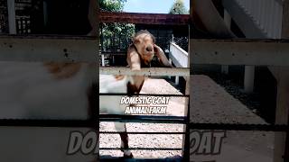 Last Time I Visited Domestic Goat  Animal Farm Port Dickson animal [upl. by Airoled335]