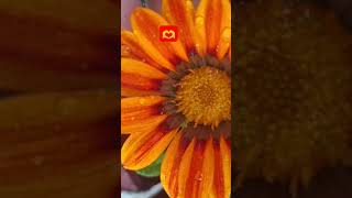 gazania rigens vairalshort flowers gardeningplants trending [upl. by Tacklind]