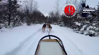 Excursion traineau a chiens Lanaudière [upl. by Nnairet]