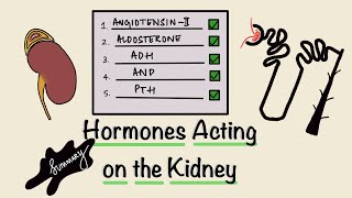 Hormones Acting on the Kidney  Renal Hormones  Summary  Renal Physiology  Endocrinology [upl. by Emawk]