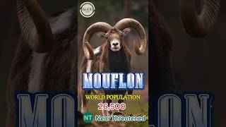 ♈Mouflon facts distribution amp population  BioDB biodb animals reels facts shorts fyp [upl. by Amiarom301]