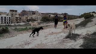 Kangals meet Chip the Doberman [upl. by Tiraj42]