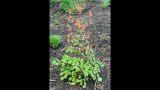 Minnesota Native Plants  Canada Columbine Aquilegia Canadensis [upl. by Amelus]