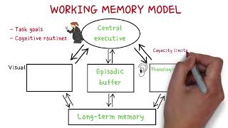 Working memory model shortterm memory  MinsEducation [upl. by Teryn797]