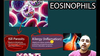 Eosinophils  Elevated eosinophils Low Eosinophils [upl. by Eisyak]