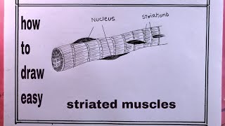 how to draw striated musclesstriated muscles drawing [upl. by Fita]