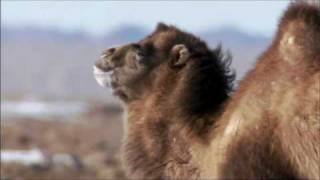 The Bactrian Camel [upl. by Albrecht]