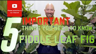 5 important things you need to know regarding Ficus lyrata Fiddle Leaf Fig🌱 [upl. by Haidebej421]