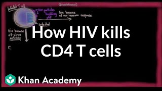 How HIV kills so many CD4 T cells  Infectious diseases  NCLEXRN  Khan Academy [upl. by Hayikaz635]