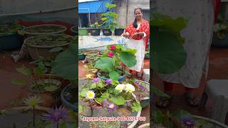 Nymphaea and Nelumbo from our home lotus garden gardening lotus How to grow at home  waterlily [upl. by Ellehsor982]