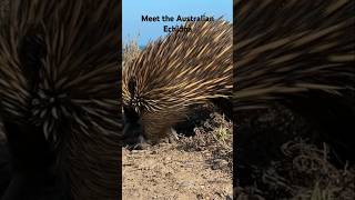 Meet Australias Cutest Wildlife Echidna Koalas and More [upl. by Oravla]