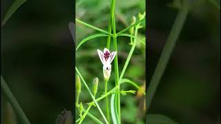 Andrographis paniculata Acanthaceae family nature forestflower trending natureforest garden [upl. by Tnattirb]