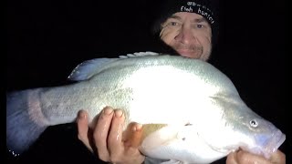 Taylors lake easy landbased Murray Cod and yellowbelly fishing Horshams best kept secret [upl. by Atiuqihc]