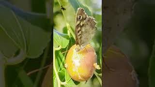 Farfalla maculata mangia giuggiola  Spotted butterfly eats jujube butterfly jujube insects [upl. by Itoyj176]