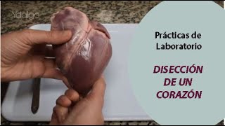 Disección Corazón  Práctica de Laboratorio  Parte 1 de 3  Partes del Corazón  BIOLOGÍA en Vivo [upl. by Lerrehs]