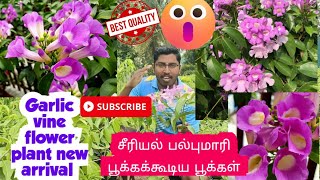 Garlic vine creeper violet flower plant  Flower plant  rare varitiey flower plant rare flowers [upl. by Gnilrac711]