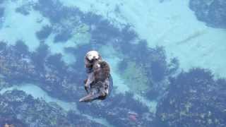 Cute Overload A Wild Sea Otter Mom amp Pup Visit the Aquariums Great Tide Pool [upl. by Ger887]