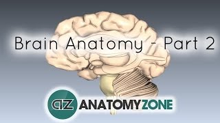 Basic Parts of the Brain  Part 2  3D Anatomy Tutorial [upl. by Phylys]