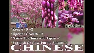 Chinese Redbud Tree Seeds  Cercis chinensis Seeds on wwwMySeedsCo [upl. by Ponzo]