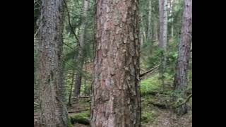 Two young black dogs running through the forest playing with each other [upl. by Thinia809]