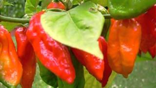 big Bhut Jolokia chili pepper plant with many fruits [upl. by Anairo]