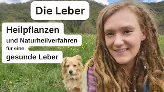 Die Leber  Heilpflanzen und naturheilkundliche Hilfe für eine gesunde Leber [upl. by Nemrak430]