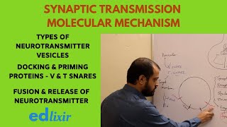 SYNAPTIC TRANSMISSION MOLECULAR MECHANISM  NEUROSCIENCE [upl. by Eicarg196]