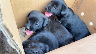 Puppies Were Abandoned Without Teeth And Are Crying For Food They Miss Their Mother’S Arms [upl. by Onairda571]