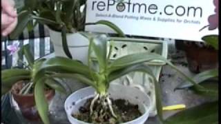 Phalaenopsis Orchid Care  From rePotmecom [upl. by Paver]