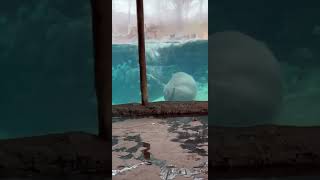 Fiona Porpoising thru Hippo Cove  Cincinnati Zoo shorts [upl. by Lief]